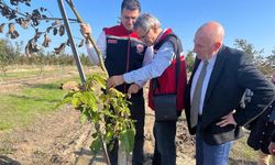 Ceviz bahçeleri büyüyor üretici yüzü gülüyor