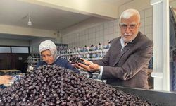 Her 6 sofralık zeytinden birini Bursa ve Balıkesir üretecek