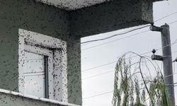 Kahverengi kokarcaların sardığı bina adeta renk değişti