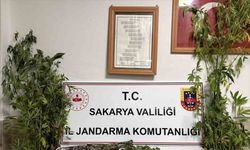 Ormanlık araziden kenevir hasat ederken suçüstü yakalanan şahıs tutuklandı