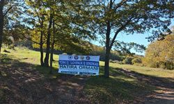 Sakarya’da yeşil geleceğe katkı: 22 bin fidan toprakla buluştu