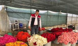 Serada sebzeden gerberaya: Üretim çeşitliliği dikkat çekiyor