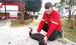 Şişli Belediyesi’nden sokak hayvanlarına şefkat eli
