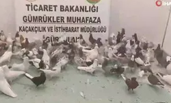 Gümrüklerde “Kanatlı” Operasyon: 85 Cancan Cinsi Güvercin Ele Geçirildi