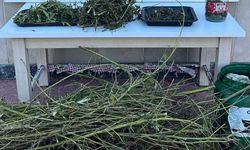 İnegöl Jandarmasından şok baskın! Çok miktarda ele geçirildi