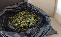 İnegöl Jandarması uyuşturucunun kökünü kurutuyor! Güvercin kümesinde kilolarca ele geçirildi