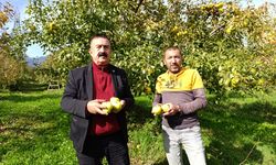 İnegöl’de hasat başladı... Tarlada kilosu 50 lira
