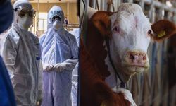 Türkiye'de yeniden görüldü! Bolu'da 'deli dana' vakası ortaya çıktı!