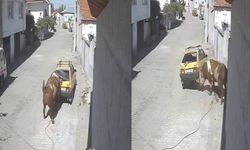 Ahırdan kaçan kızgın boğa, hırsını otomobilden çıkarttı