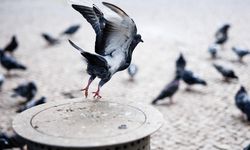 Rusya'dan güvercinlerin uçuşuna yön veren "biyodron" projesi!