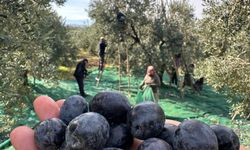 İsviçre sofralarını süsleyen zeytinde bu yıl kalite yüksek