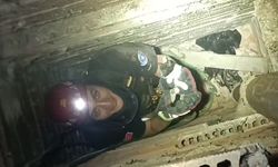 Bursa'da mahsur kalan yavru kediyi itfaiye kurtardı