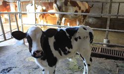 Hayvancılıkta büyük tehlike! Et fiyatları zamlanacak