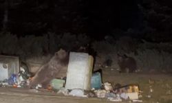 Bursa Uludağ’da ayının saldırısına uğradı!