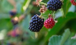 Bursa Büyükşehir 9 üründe fide ve fidan desteğinde bulunacak