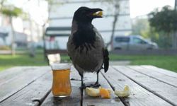 Bu karga çay içip Rize helvası yiyor: Organik gıdaları seviyor