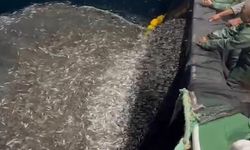 Çanakkale’de balıkçılardan örnek avcılık, yavru balıkları denize geri saldı