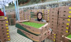 Gebzeli çiftçiye 500 bin sebze fidesi