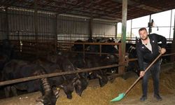 Kocaeli’de manda sayısı artıyor