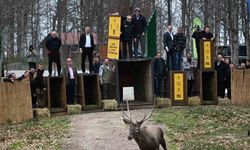 Kuzuyayla’nın GPS’li geyikleri