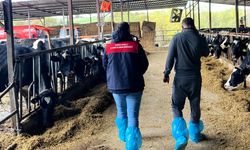 Pınarhisar’da ari hayvan işletmelerindeki çalışmalar incelendi