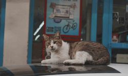 Sokak kedilerinin market mesaisi