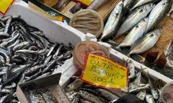 Tekirdağ’da balık tezgahlarına sıkı denetim: Boy ölçümleriyle sürdürülebilir avcılığa destek