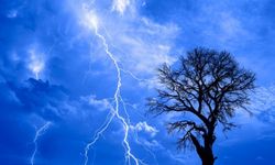 Evinizin etrafında dikmemeniz gereken ağaçlar: Hem yıldırım hem de belayı çekiyor