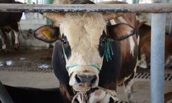 Uzmanından ’Deli dana’ uyarısı