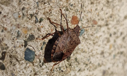 Kadife çiçeği ve soğanla kahverengi kokarcaya doğal çözüm