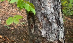 Mantar toplamaya gitti... Vahşi hayvan izleriyle karşılaştı