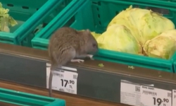 İnegöl'de zincir market reyonunda fare şoku!