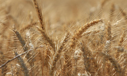 Küresel tahıl üretiminde tüm zamanların zirvesi geliyor