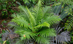 Nadir toprak elementi bir bitkiden çıktı!