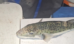 Gemlik Körfezi’nde benekli balon balığı şoku