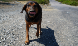 Valilik duyurdu: Sokak köpeklerini beslemek yasaklandı