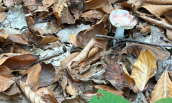 Uzmanından mantar uyarısı: "Hepsi risk içeriyor"