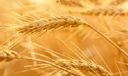 Küresel tahıl üretiminde 105 milyon tonluk rekor artış bekleniyor