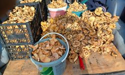 ORMANLARDAN RESMEN MELKİ FIŞKIRDI! BU YIL MANTARA DOYDUK