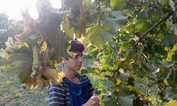 İnegöl'de fındık üreticileri üzgün! Destek istiyorlar