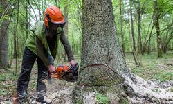 Başvuru yapıldı! Onay çıkarsa İnegöl'de ağaçlar kesilecek