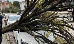 Bursa’da devrilen ağaç korku dolu anlar yaşattı
