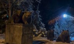 Kış uykusuna yatmayan ayılar böyle görüntülendi