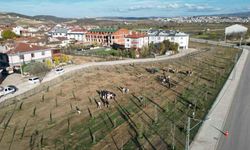 572 fidanlı koruluk Akhisan’a nefes olacak