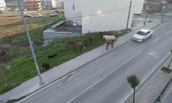 Arnavutköy’de başıboş gezen atlar tehlike saçıyor