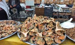 Balıkesir’de yağmur yağdı, mantar fışkırdı