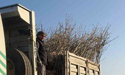 Bandırma’nın 55’inci kırsal mahallesinde 350 ağaç toprakla buluştu