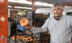 Bayramiç’te kanlıca mantarı köylünün gelir kapısı oldu