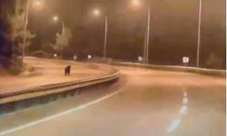 Bilecik’te ayı ana yola indi