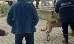 Bilecik'te evcil hayvanlar kayıt altına alınıyor